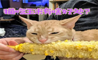 猫为什么特别喜欢吃玉米