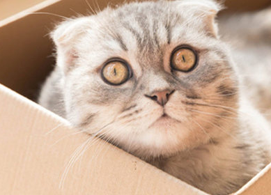 猫咪孕期怎么补充营养