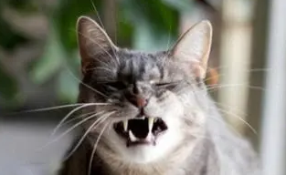 猫洗澡感冒打喷嚏吃什么药管用