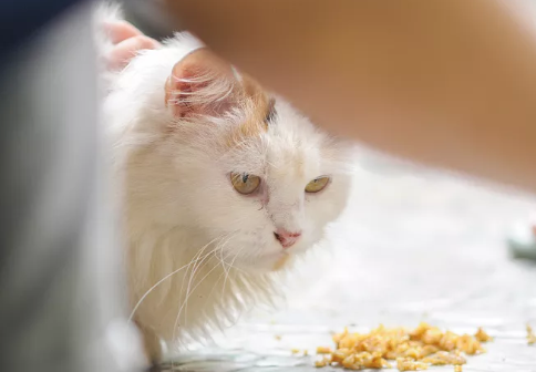 猫咪老蹭人怎么回事啊 猫咪老蹭人怎么回事啊