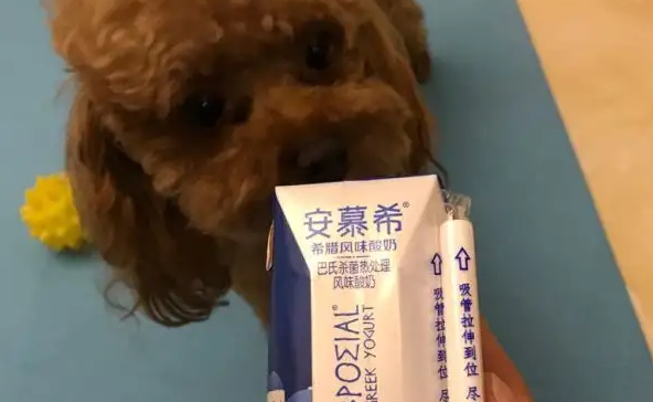 狗狗能喝安慕希酸奶吗?”