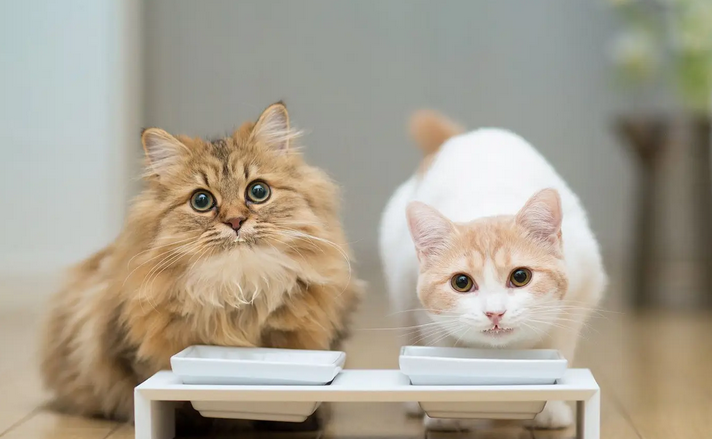 猫咪吃什么零食比较好