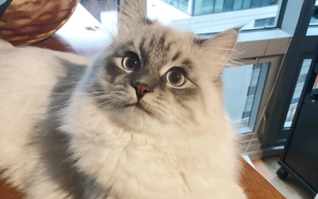 猫咪为什么喜欢吃满天星干花