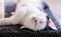 猫的正常体温是多少度