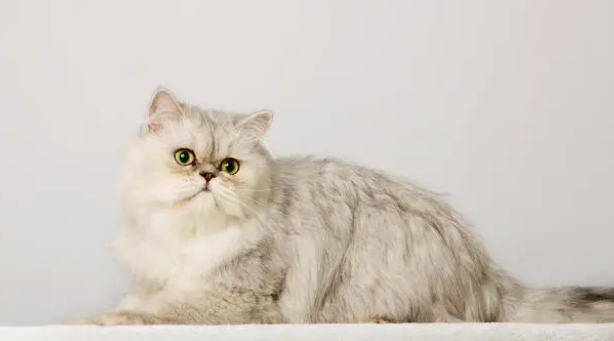 俄罗斯网友晒自家猫猫，却因体型巨大，被误认为是一只狗
