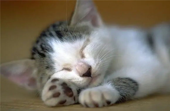 猫吃虾皮为什么会死