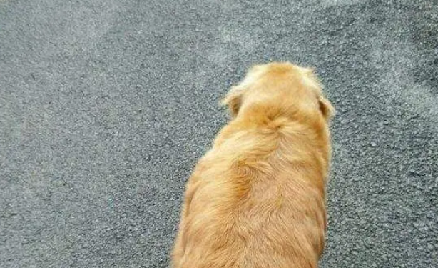将狗放在爷爷家,3月后跟猪一样,主人愣住 将狗放在爷爷家,3月后跟猪一样,主人愣住