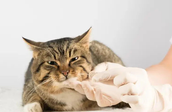 猫咪怎么喂药比较好一点 猫咪怎么喂药比较好一点