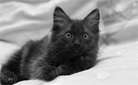 猫刚生完第一天需要注意什么事项
