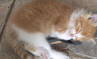 猫奶水不足怎么办
