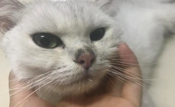 猫咪鼻子上一块很干特别黑的是什么?