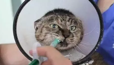 猫咪驱虫一般多久有效