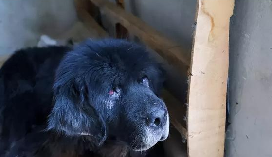 西藏出现6只藏獒围攻野狼，藏獒和狼互相撕咬，最后藏獒一死一