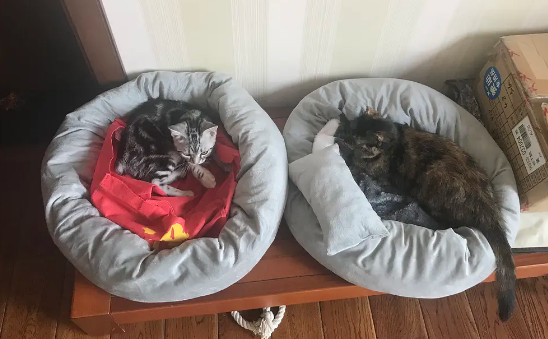 猫窝多大合适