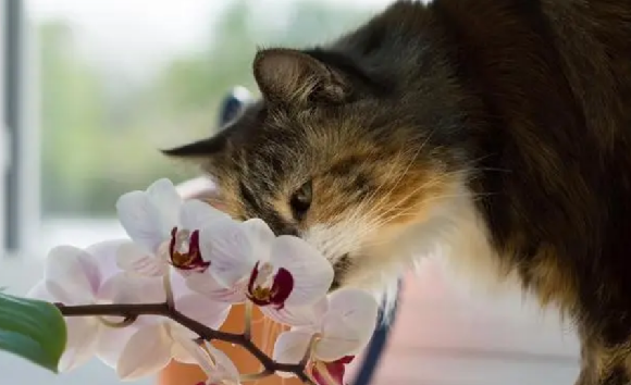猫为什么啃家里的花草