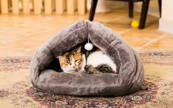猫窝怎么选