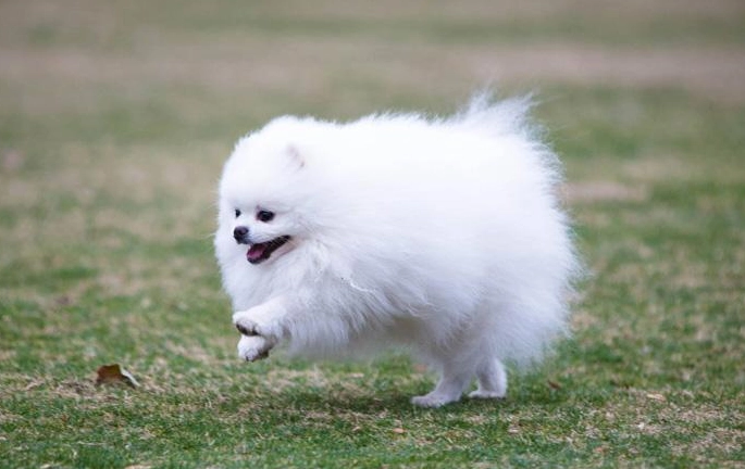 博美吃什么狗粮比较好