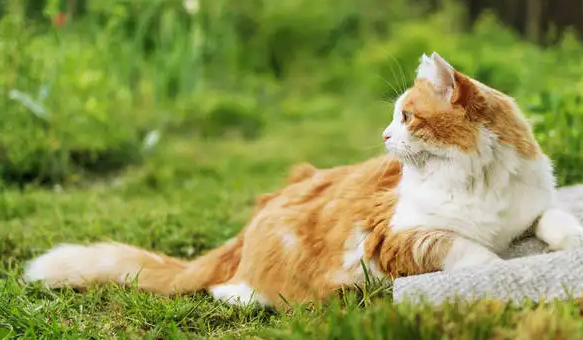 猫拉绿色稀便怎么回事吃什么药