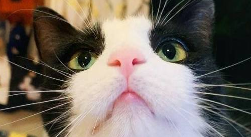 国产猫粮排行之馋不腻天然猫粮,专治猫咪挑食,美毛发腮的优选! 国产猫粮排行之馋不腻天然猫粮,专治猫咪挑食,美毛发腮的优选!