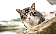怎么给猫做驱虫啊