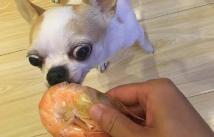 狗狗能吃虾肉吗