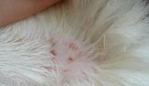 猫身上有蜱虫吗怎么办