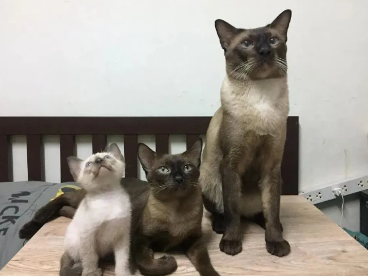 3只暹罗猫里有一只很白,以为长大不会糊,可看到它爸妈后 3只暹罗猫里有一只很白,以为长大不会糊,可看到它爸妈后