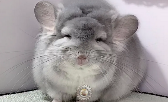 龙猫认主人有什么表现?来了解看看吧~ 龙猫认主人有什么表现?来了解看看吧~