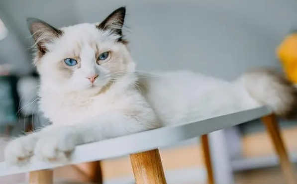 布偶吃的猫粮 布偶吃的猫粮
