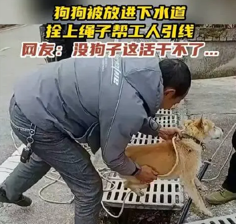 狗被放下水道帮工人引线，网友：给工钱不？