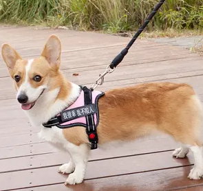 狗狗牵引绳胸背带怎么套