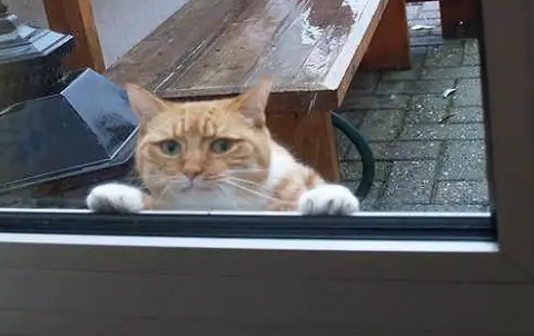 猫咪半夜嗷嗷叫扒门什么原因 猫咪半夜嗷嗷叫扒门什么原因