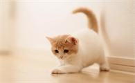 猫咪打嗝像是要吐怎么办