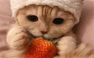 三个月的猫能吃草莓吗