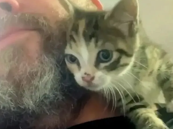 流浪小猫为了有个家,竟然恶意碰瓷胡须大叔 流浪小猫为了有个家,竟然恶意碰瓷胡须大叔
