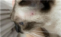 猫咪身上长一颗一颗红痘痘