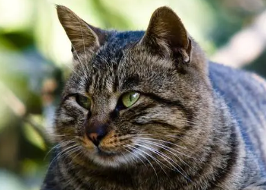 猫耳朵真菌感染症状 猫耳朵真菌感染症状