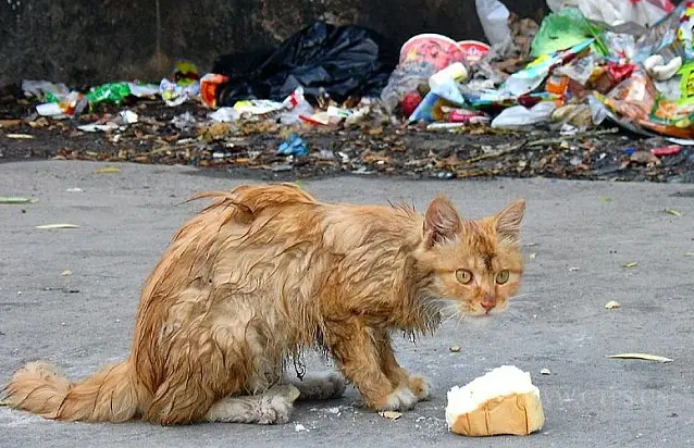 流浪猫吃什么牌子的猫粮