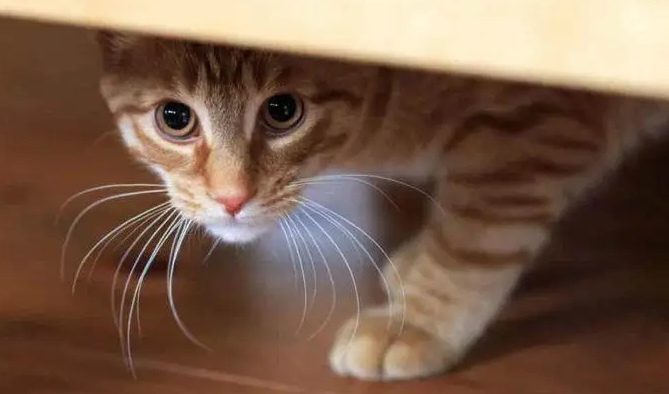 猫咪害怕的表现