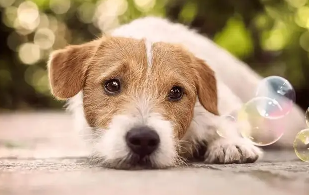 狂犬病在狗身上的潜伏期是多久