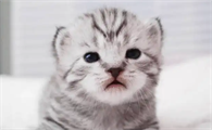 新生小猫嘴巴吐粘液