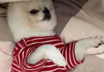 你见过这么漂亮的猫星人吗?睡前卸妆,素颜吓坏网友原来不是喵! 你见过这么漂亮的猫星人吗?睡前卸妆,素颜吓坏网友原来不是喵!