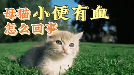 母猫小便有血怎么回事吃什么药