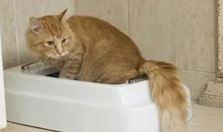 猫一直尿血是怎么回事啊