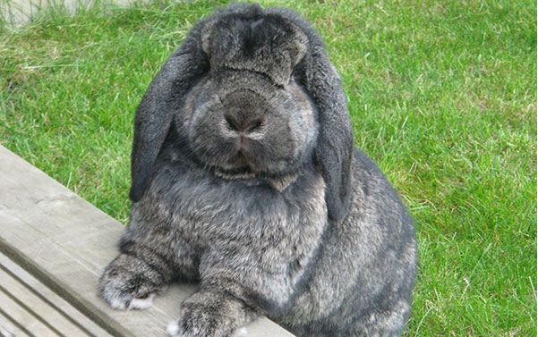 法国垂耳兔哪儿卖 法国垂耳兔哪能买到