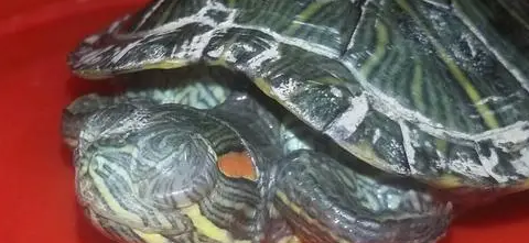 乌龟眼睛睁不开怎么滴眼药水呢