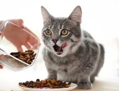 猫几个月可以吃成年猫粮