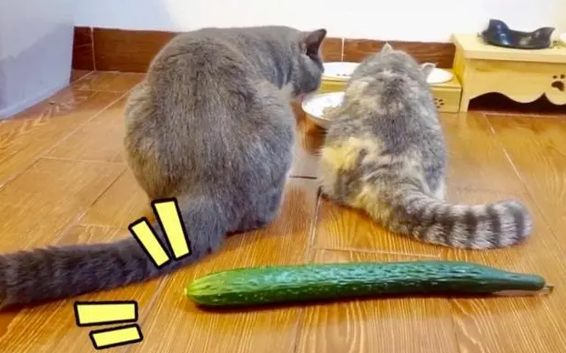猫会怕黄瓜？根本没有的事！