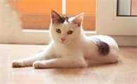 猫咪吐黄色粘稠物是怎么回事啊