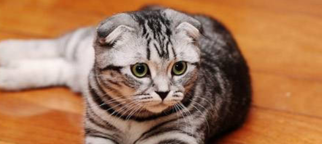 大猫总想骑小猫怎么办呢
